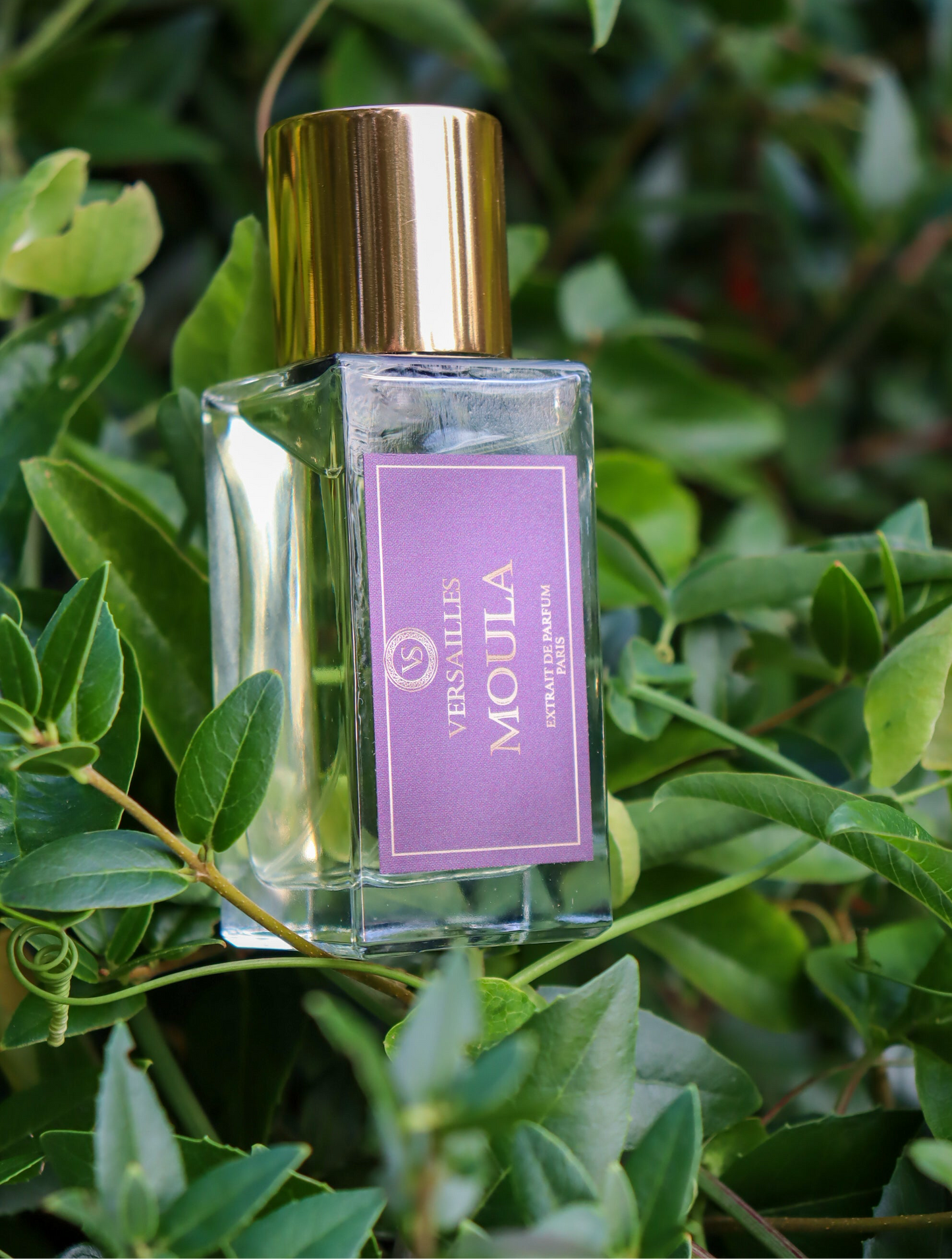 Parfum MOULA Versailles - 50ml